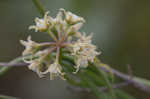 Gulf coast swallow-wort